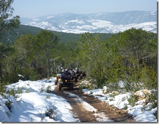 forest-cut (115) forest-cut (115)