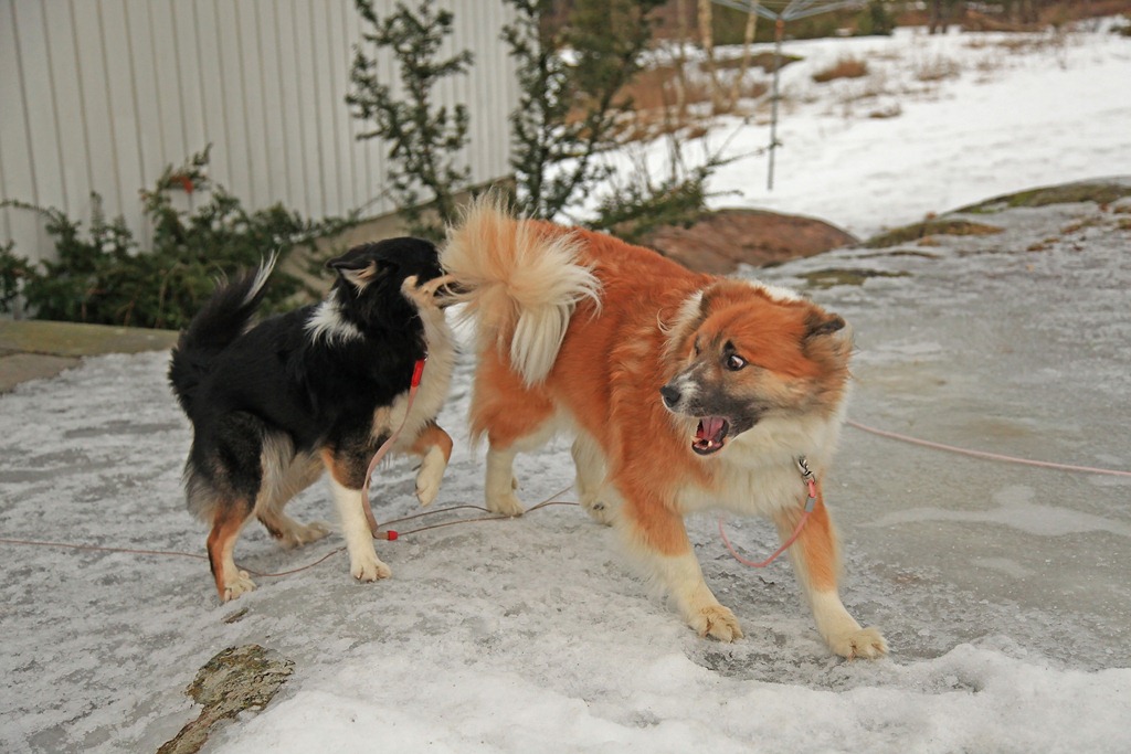[Snorre og Dimma i lek ute_060211_3263[5].jpg]