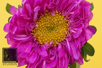 IMG_4923 web