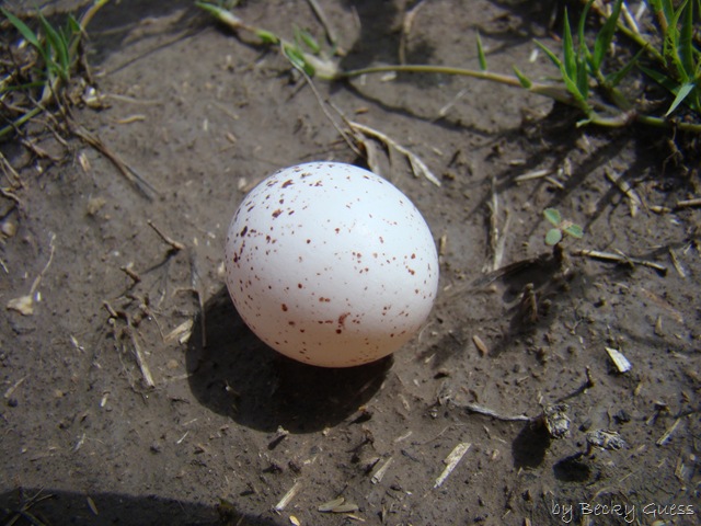 [05-18-10 bird egg found 02[2].jpg]