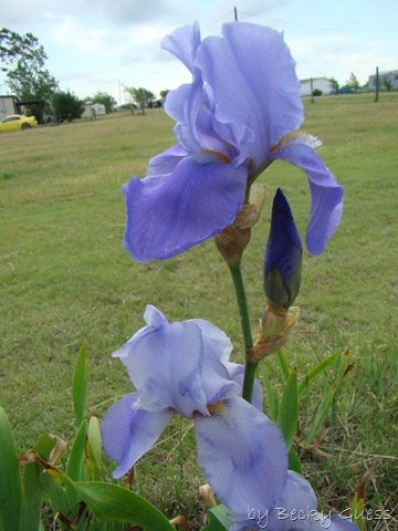 [05-18-10 flowers 08[3].jpg]