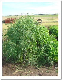 07-29-08 Garden 005