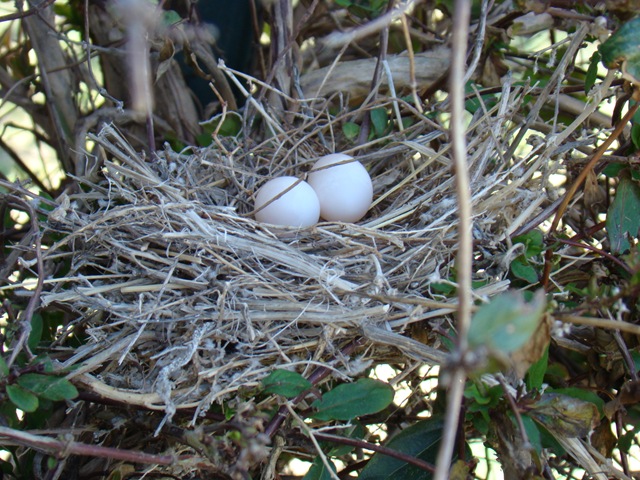 [042409Doveeggs22.jpg]