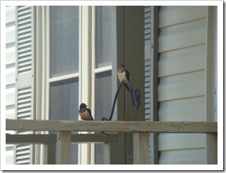 05-23-09 Barn swallows on porch003