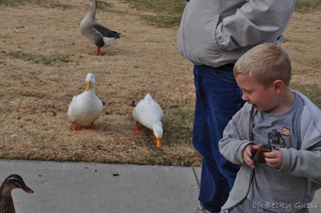 [11-24-10 Feeding geese 07[2].jpg]