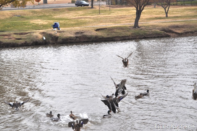 [11-24-10 Feeding geese 12[10].jpg]