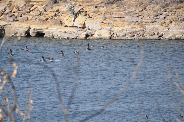 [122810triptoClaytonLakedinosaurprint[28].jpg]