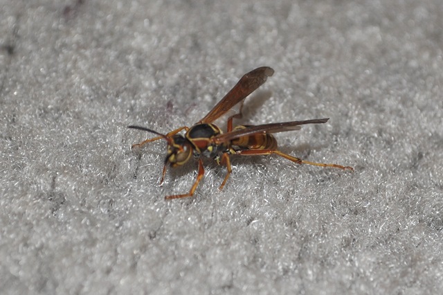 [03-19-11 slow wasp 01[8].jpg]