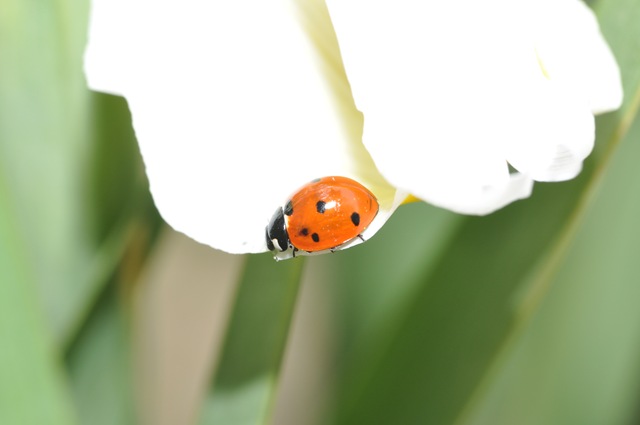 [05-18-11 ladybug[2].jpg]