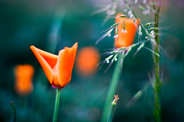 Poppies in Temecula