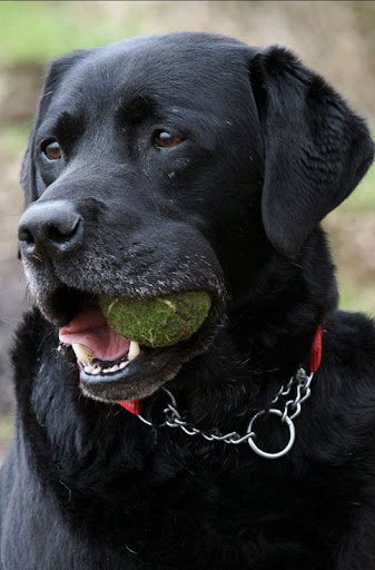Rover