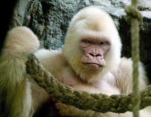 Albino Animals And People. Albinoism strikes people of