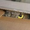 Cool images of the owl these folks found. They transported it to a rescue center for birds in a cardboard box. The owls eyes say he was not so happy with that arrangement.