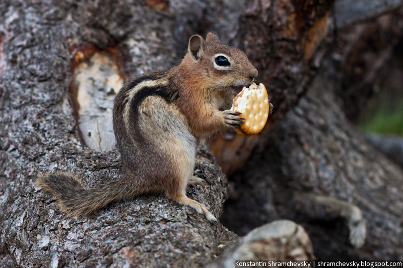 USA United States of America Colorado Jefferson Lake Rocky Mountains Chipmunk США Соединенные Штаты Америки Колорадо Джефферсон Озеро Лейк Скалистые Горы Бурундук Грызун
