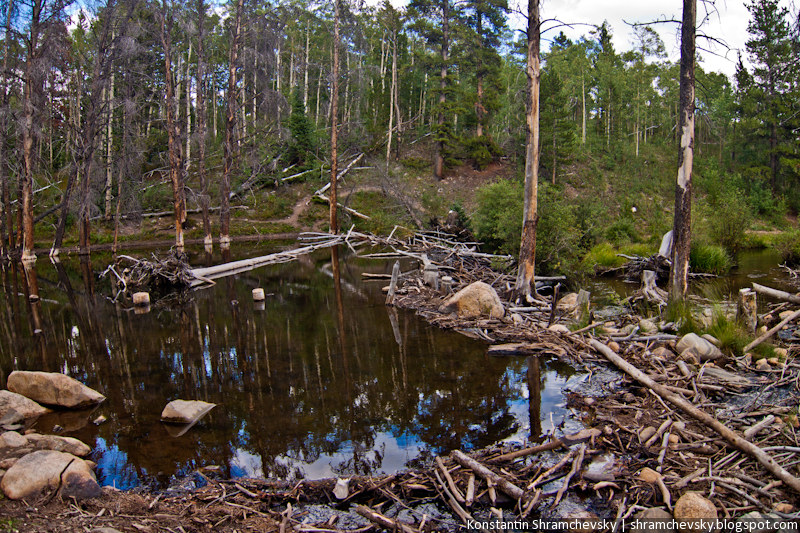 USA United States of America Colorado Jefferson Lake Rocky Mountains Beaver Dam Pond США Соединенные Штаты Америки Колорадо Джефферсон Озеро Лейк Скалистые Горы Бобровая плотина запруда