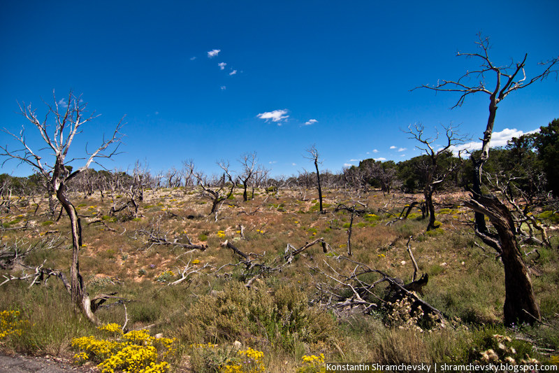 USA Arizona Grand Canyon Forest Trees США Аризона Гранд Каньон Деревья Лес Растительность Флора