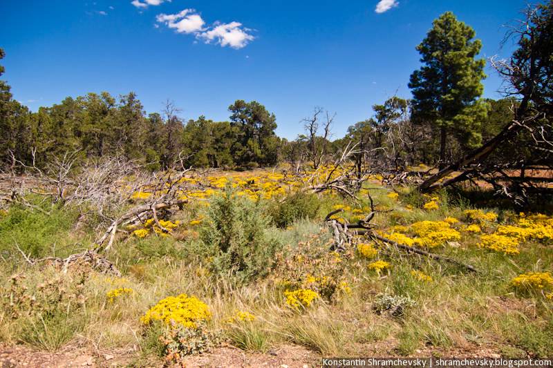 USA Arizona Grand Canyon Forest Trees США Аризона Гранд Каньон Деревья Лес Растительность Флора