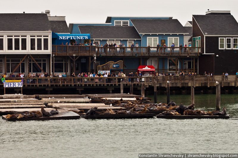 USA California San Francisco Seals США Калифорния Сан Франциско Морские Котики