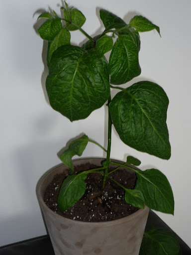 P1000350.JPG