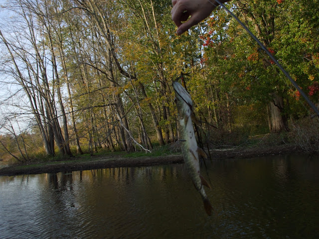 NorthernPike%20001.jpg