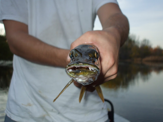 NorthernPike%20009.jpg