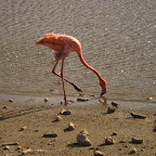 verrückter Flamingo mit kapputem Flügel fängt Fliegen dicht über dem Sand