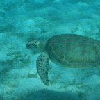 Green Turtle in den Tobago Cays