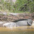 Alligator in den Everglades, 50 Meter neben dem nächsten Haus.