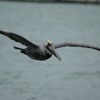 einer von hunderten von Pelikanen