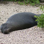 Jöööööö. liegt einfach so am Strand und lässt sich nicht stören