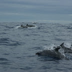 grosse Delphinschule