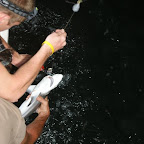 Schwarz-Spitz-Riff-Hai an der Angel