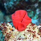 Ein Ei-Gelege einer Spanischen Tänzerin (Schnecke)