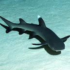 So ein herziger, kleiner Baby-Weissspitz-Riffhai!