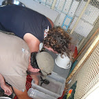 Schildkröten füttern in der Aufzuchtstation