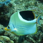 Auch die Korallentauchgänge waren schön. Die Fische etwas kleiner aber farbenprächtiger!