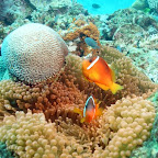 Jööö! So ein schnusiges Anemonen-Fischi-Schwestern-Paar.