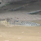 Freilebendes Salzwasserkrokodil - und keine 50 m daneben durchqueren Autos den Fluss im 60 cm tiefen Wasser!