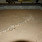 Best erhaltenstes Skelett eines Ichthyosaurus überhaupt.