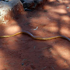 Ein Schwarzkopf-Wüsten-Python besucht uns auf dem Zeltplatz.