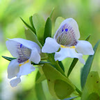Wüstenblume in den Olgas