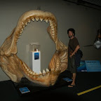 Megadolon, ausgestorbener Hai.