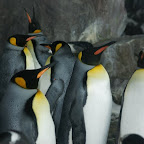 Königspinguine leben gar nicht mal mehr so weit weg von hier.