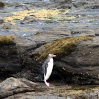 Gelbaugen-Pinguin watschelt über den versteinerten Wald.