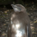 Junger Gelbaugen Pinguin