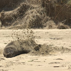 Zum Sonnenschutz gibts noch eine Schicht Sand aufs Fell