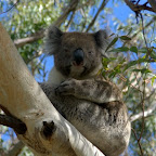 wilder Koala glotzt bisschen high vom Baum