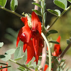 Sturt Desert Pea - doch gefunden, im Zoo