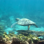 Schildkröte am Ningaloo Reef