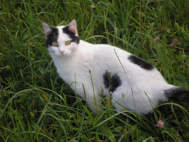 Slika